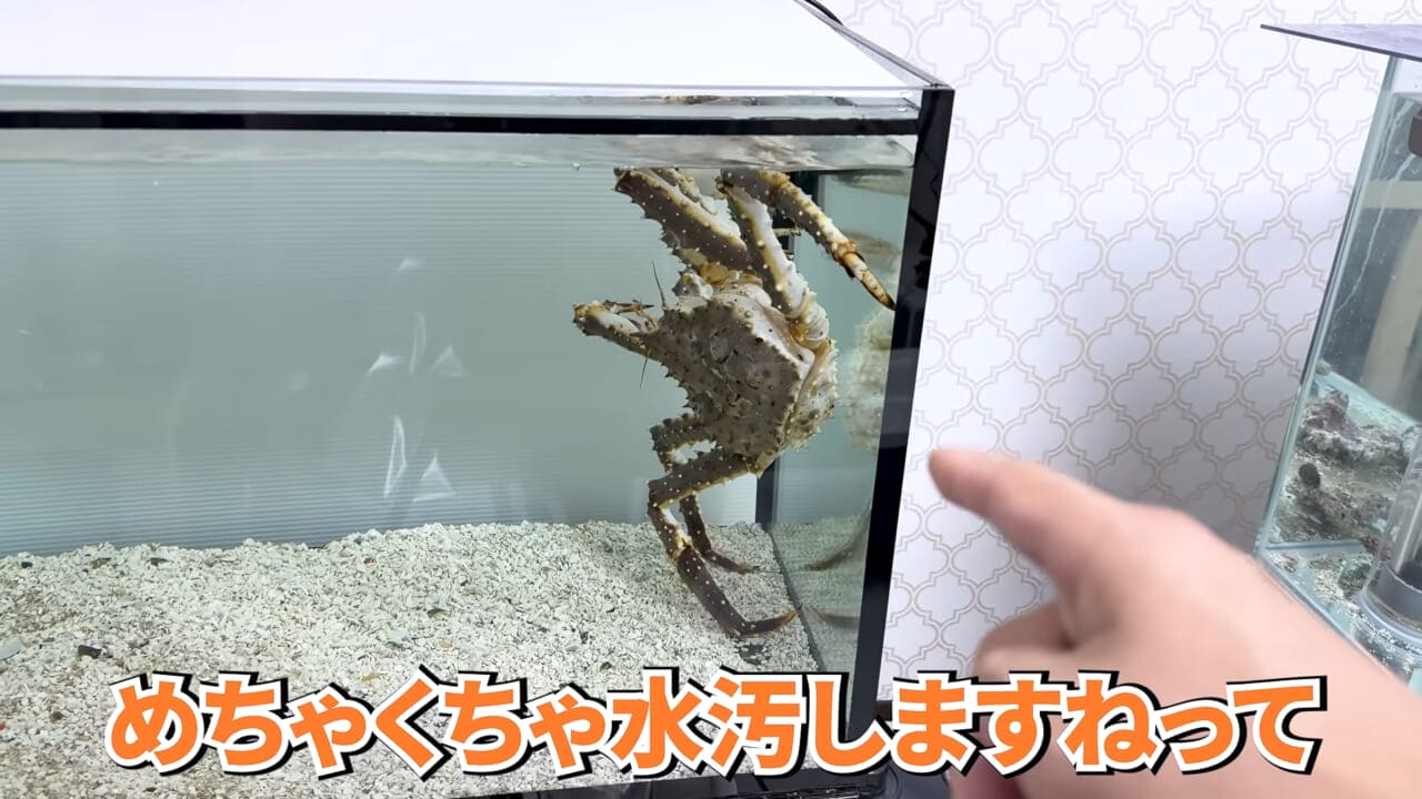 |スーパーに売っていた“瀕死のイカ”→連れて帰って水槽に入れたら…。数日後の姿に「なんだか泣けてきた」「マジで感動」