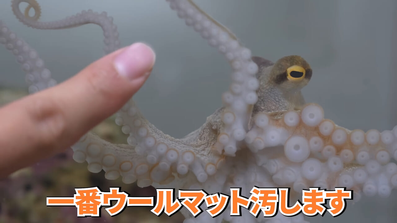 ｜スーパーに売っていた“瀕死のイカ”→連れて帰って水槽に入れたら…。数日後の姿に「なんだか泣けてきた」「マジで感動」