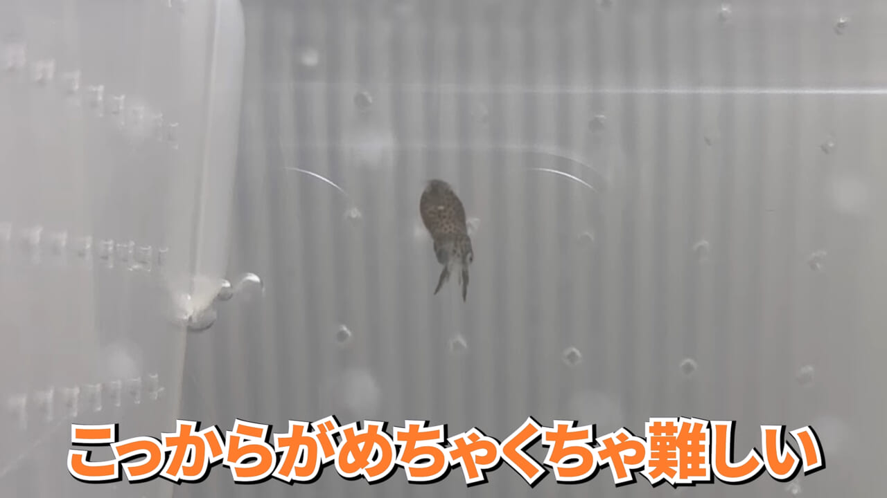 |スーパーで売っていた『白い塊』→水槽に入れたら思わぬ結果に。「すごい、貴重な映像」「めっちゃ可愛い」
