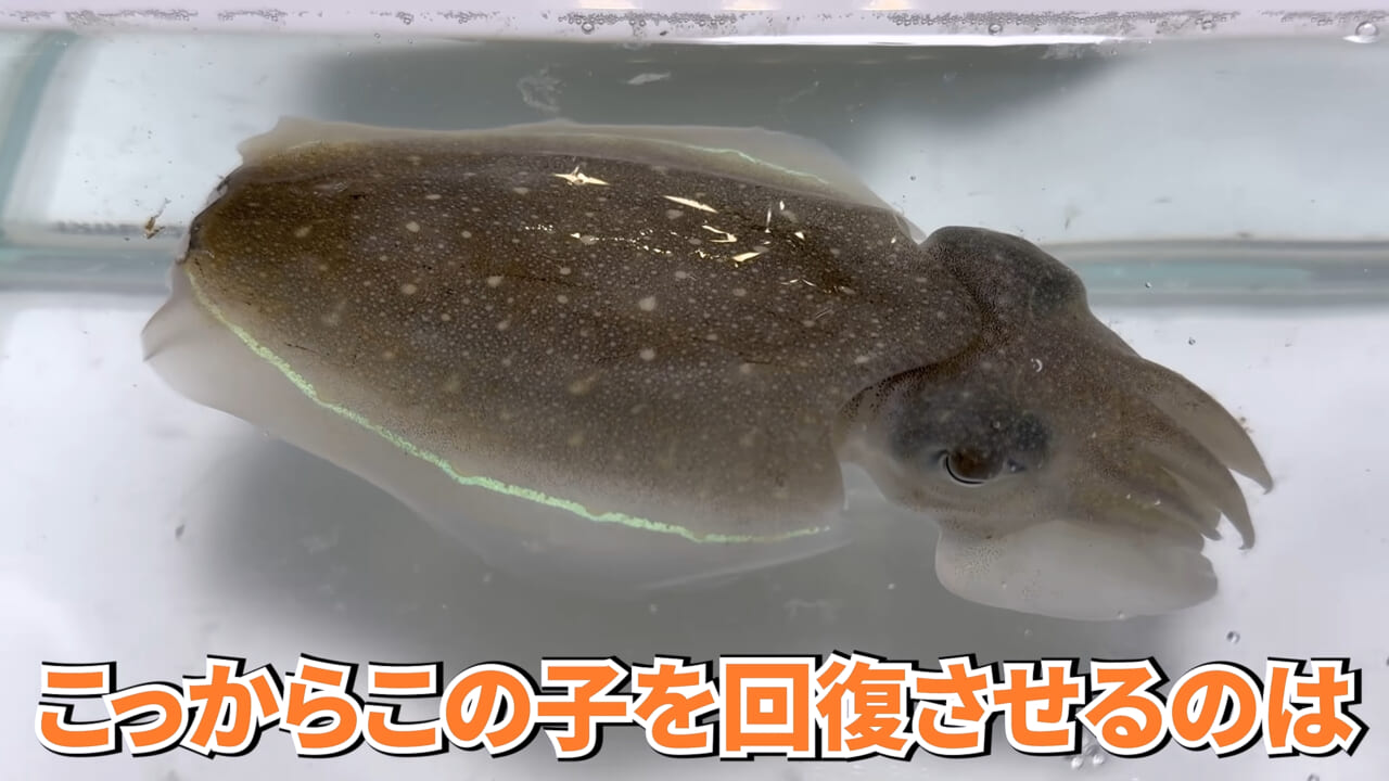 ｜スーパーに売っていた“瀕死のイカ”→連れて帰って水槽に入れたら…。数日後の姿に「なんだか泣けてきた」「マジで感動」