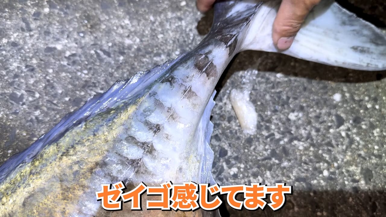 ｜「やばい、コレきたわ…」「人を海へ引きずり込む」世界最大の『化け物アジ』が潜む海の上で3日間過ごしてみたら…。