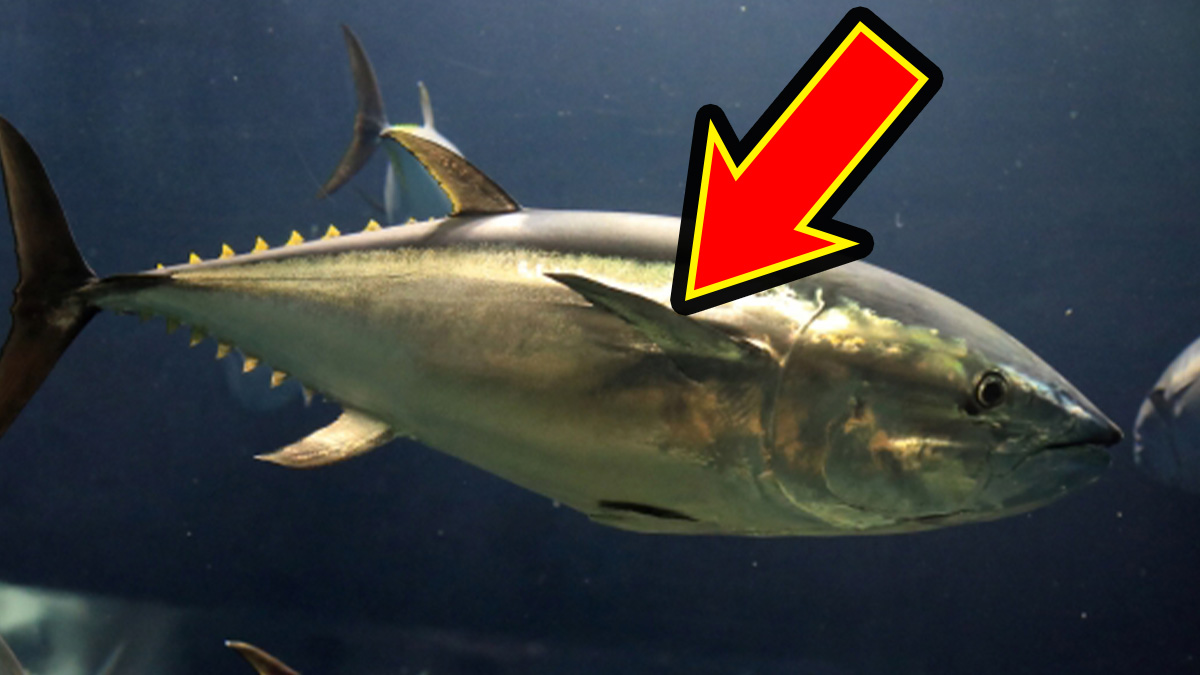 ｜「え!? そうなの？」「あなたは知ってる？」なぜ魚はみんな似た形なのか。水中で生きるためにたどり着いた“魚の形”の秘密。