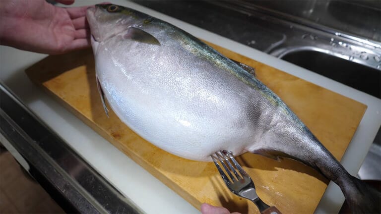 「えーっ！」異常なまでに腹が膨れた『ハマチ』を発見→持ち帰ってお腹を割ったら、“衝撃的”な瞬間に。「こんなのはじめて見た」