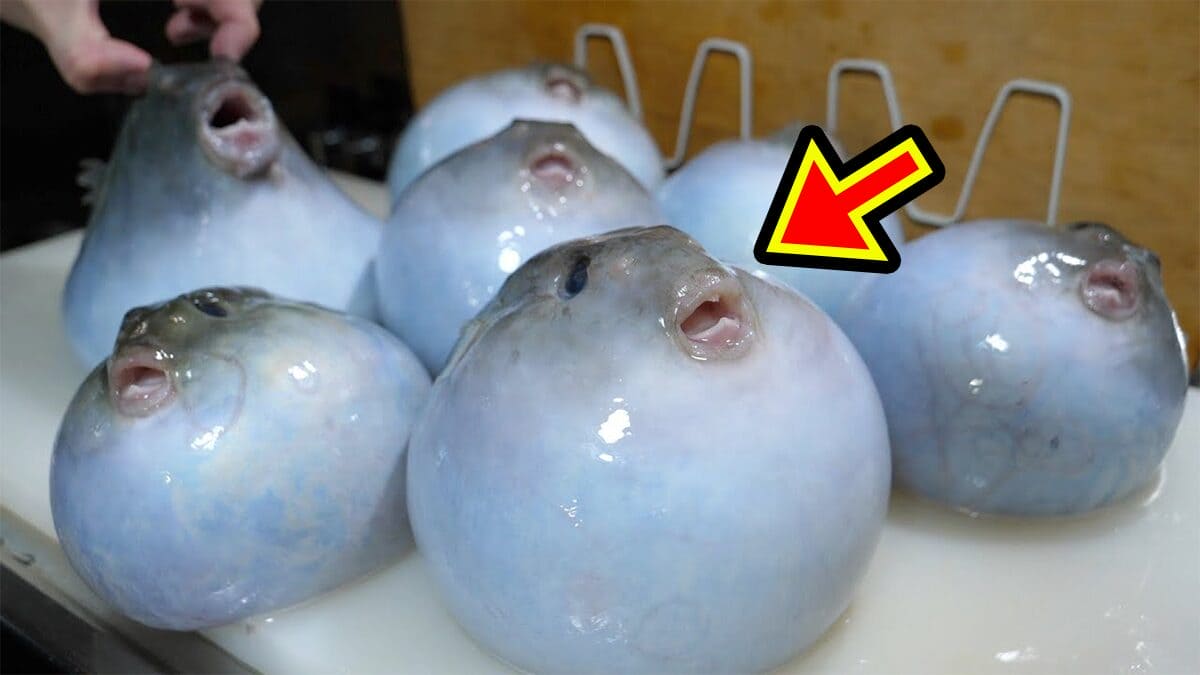 |「かわいすぎて笑った」まな板に並べられた『謎のボール魚』を解体。パンパンに詰まった体から出てきた中身が…。