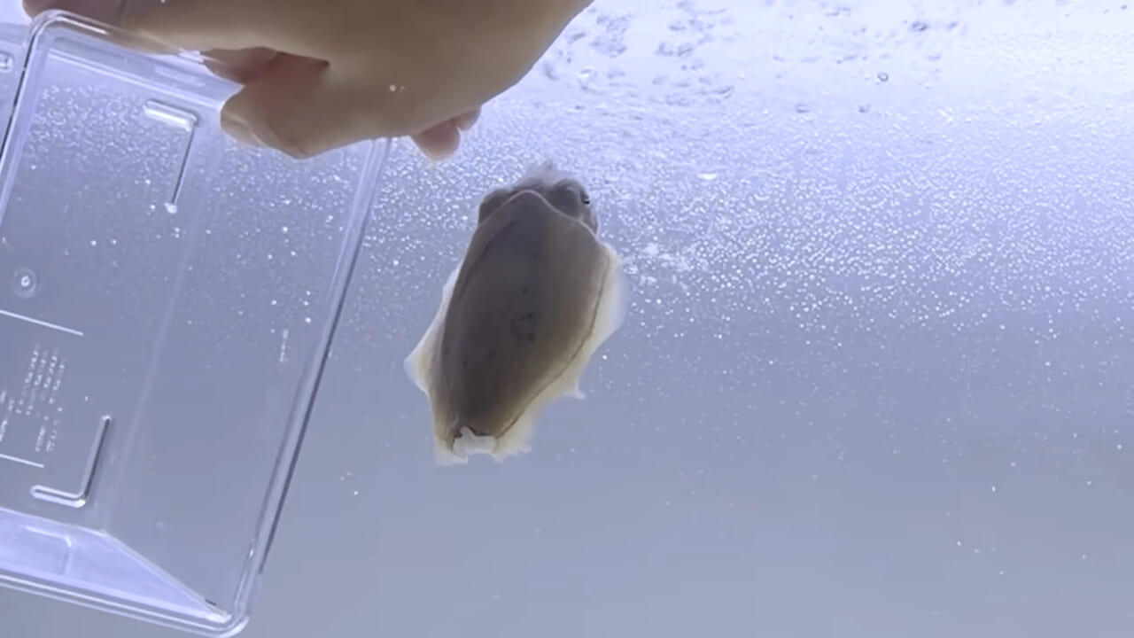 ｜スーパーに売っていた“瀕死のイカ”→連れて帰って水槽に入れたら…。数日後の姿に「なんだか泣けてきた」「マジで感動」