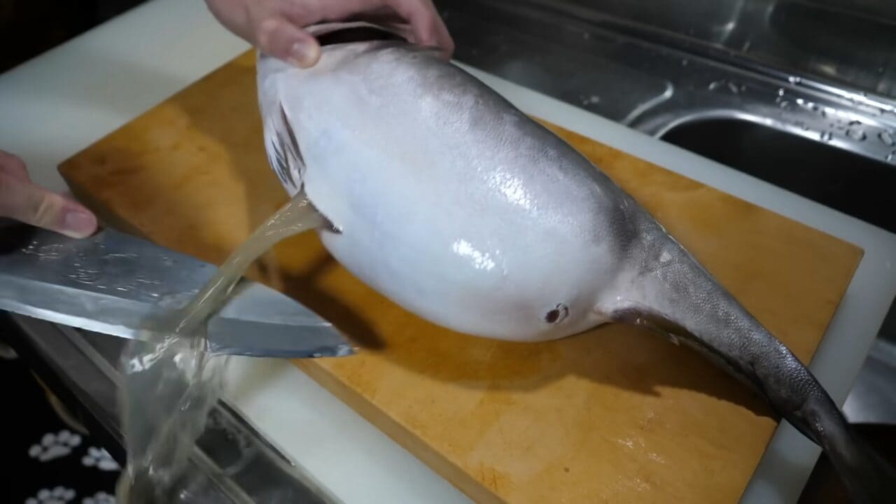 ｜「えーっ！」異常なまでに腹が膨れた『ハマチ』を発見→持ち帰ってお腹を割ったら、“衝撃的”な瞬間に。「こんなのはじめて見た」