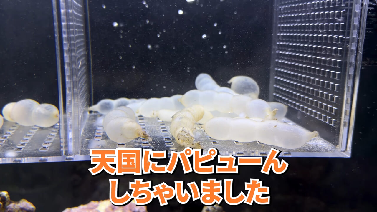 |スーパーで売っていた『白い塊』→水槽に入れたら思わぬ結果に。「すごい、貴重な映像」「めっちゃ可愛い」