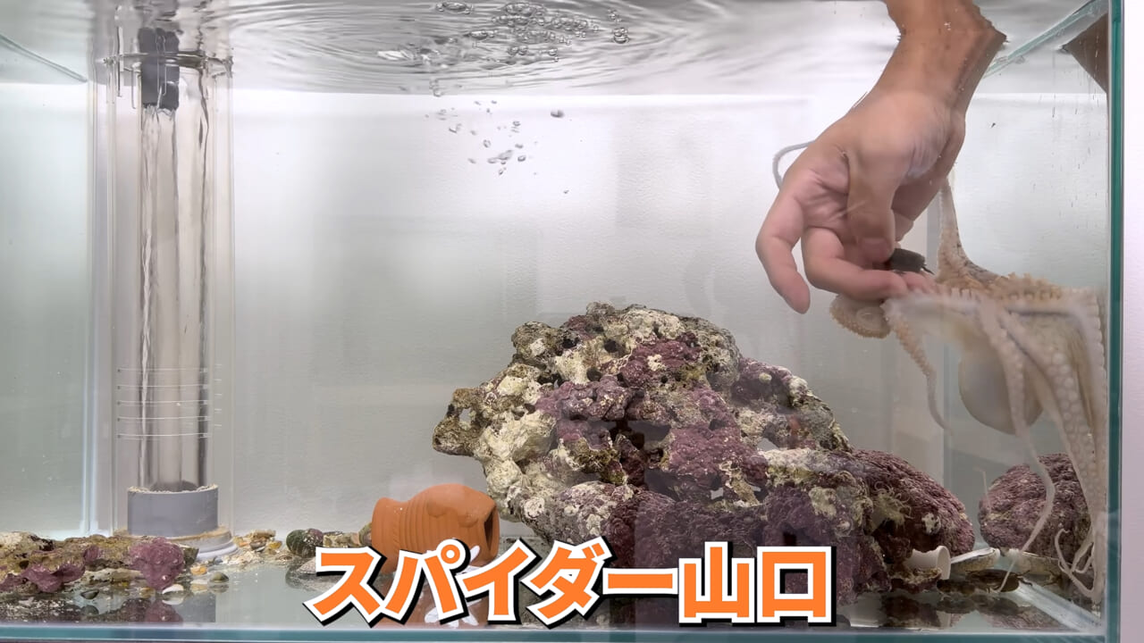 |スーパーで売っていた『白い塊』→水槽に入れたら思わぬ結果に。「すごい、貴重な映像」「めっちゃ可愛い」