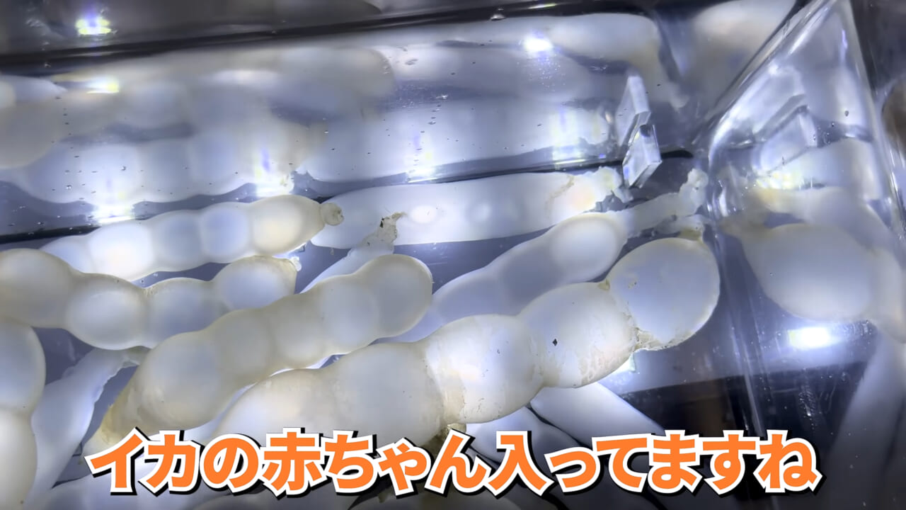 ｜スーパーで売っていた『白い塊』→水槽に入れたら思わぬ結果に。「すごい、貴重な映像」「めっちゃ可愛い」