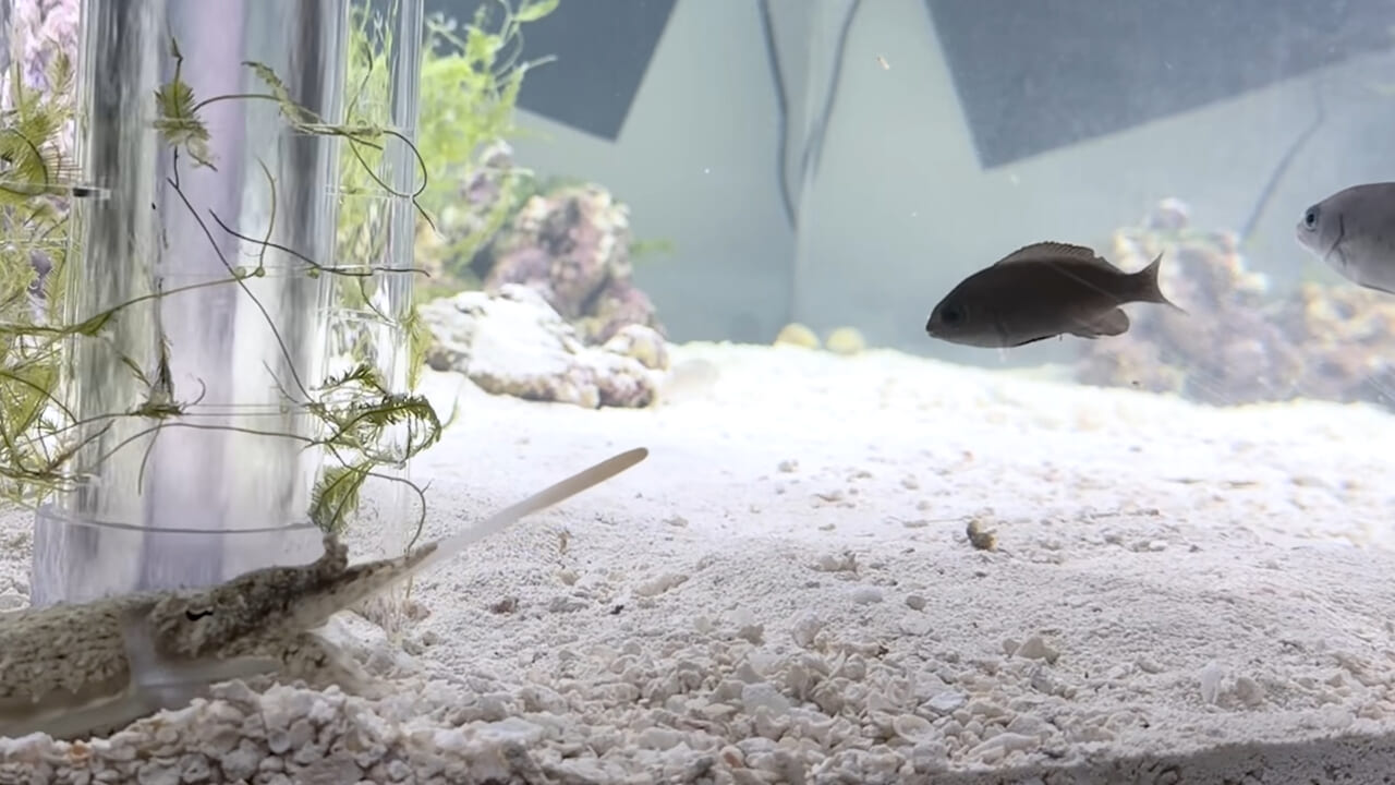 |スーパーに売っていた“瀕死のイカ”→連れて帰って水槽に入れたら…。数日後の姿に「なんだか泣けてきた」「マジで感動」