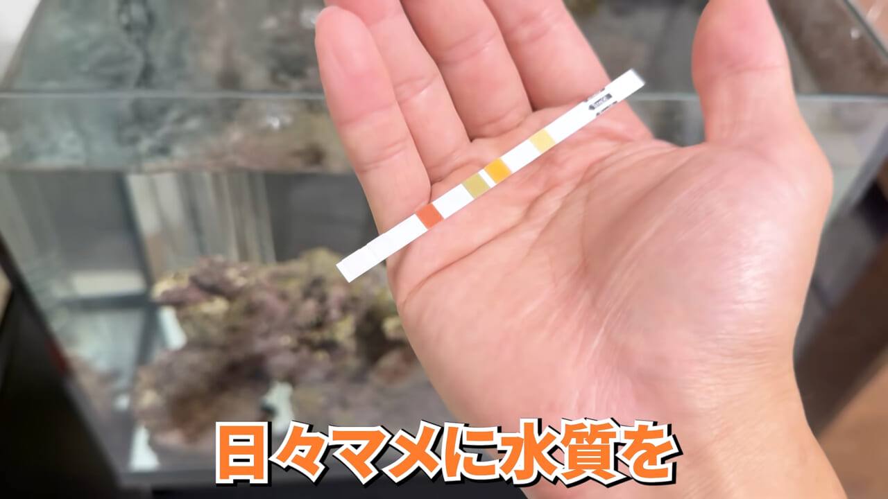 |スーパーで売っていた『白い塊』→水槽に入れたら思わぬ結果に。「すごい、貴重な映像」「めっちゃ可愛い」
