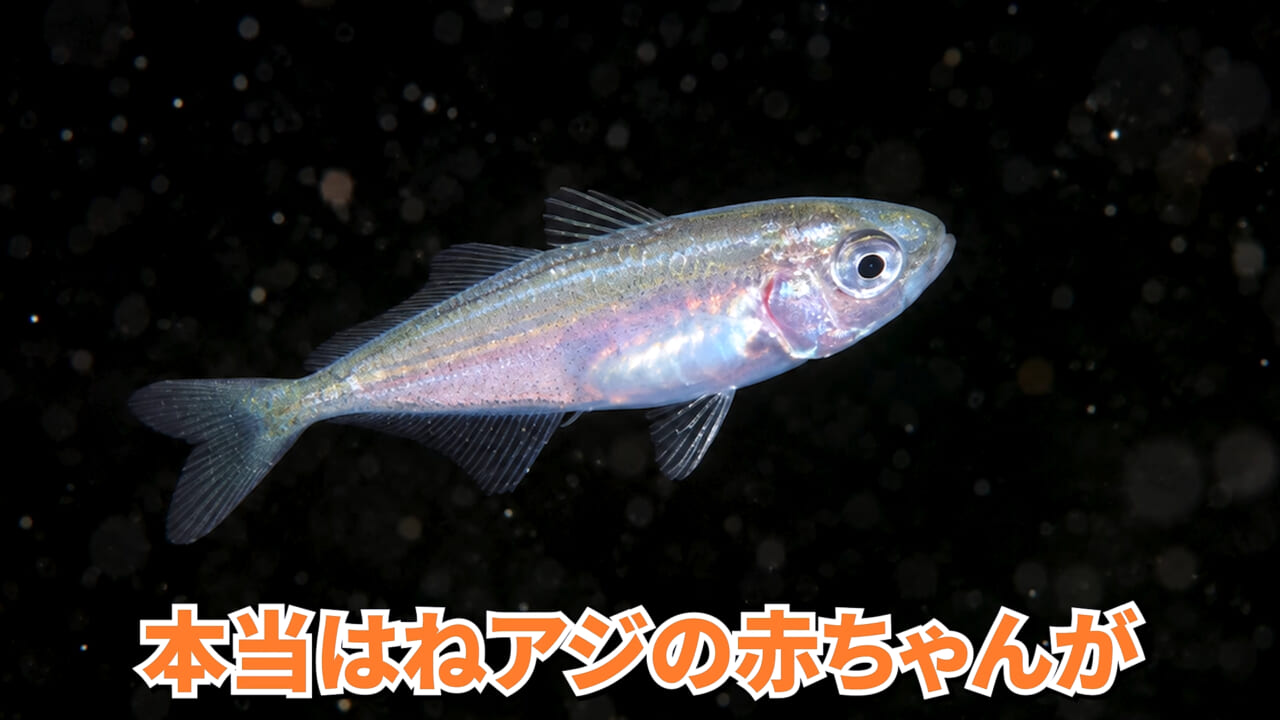 |スーパーで売っていた『白い塊』→水槽に入れたら思わぬ結果に。「すごい、貴重な映像」「めっちゃ可愛い」