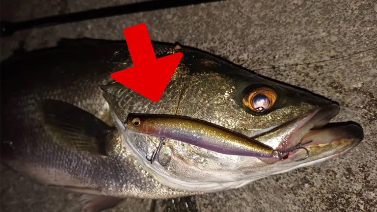 確実に喰わせる！昼夜問わずに活躍する「カゲロウ100F（メガバス）」の魅力