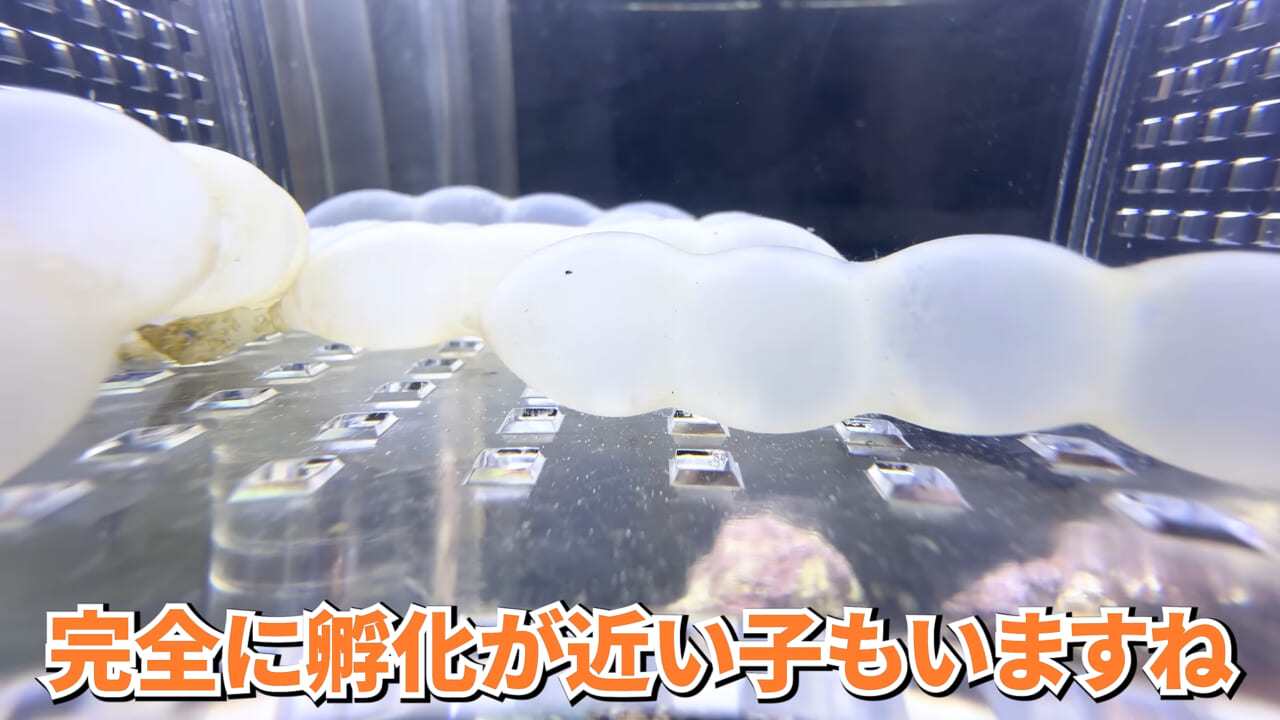 |スーパーで売っていた『白い塊』→水槽に入れたら思わぬ結果に。「すごい、貴重な映像」「めっちゃ可愛い」
