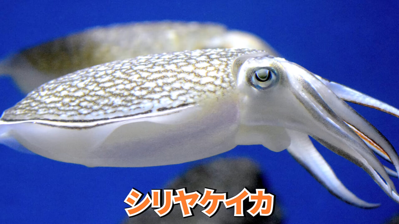 |スーパーに売っていた“瀕死のイカ”→連れて帰って水槽に入れたら…。数日後の姿に「なんだか泣けてきた」「マジで感動」