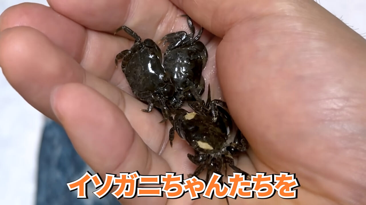 ｜スーパーに売っていた“瀕死のイカ”→連れて帰って水槽に入れたら…。数日後の姿に「なんだか泣けてきた」「マジで感動」
