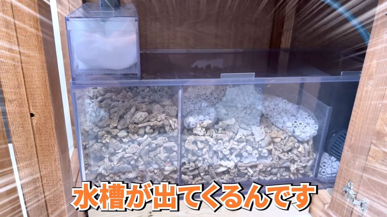 |スーパーに売っていた“瀕死のイカ”→連れて帰って水槽に入れたら…。数日後の姿に「なんだか泣けてきた」「マジで感動」