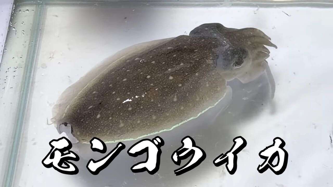 ｜スーパーに売っていた“瀕死のイカ”→連れて帰って水槽に入れたら…。数日後の姿に「なんだか泣けてきた」「マジで感動」