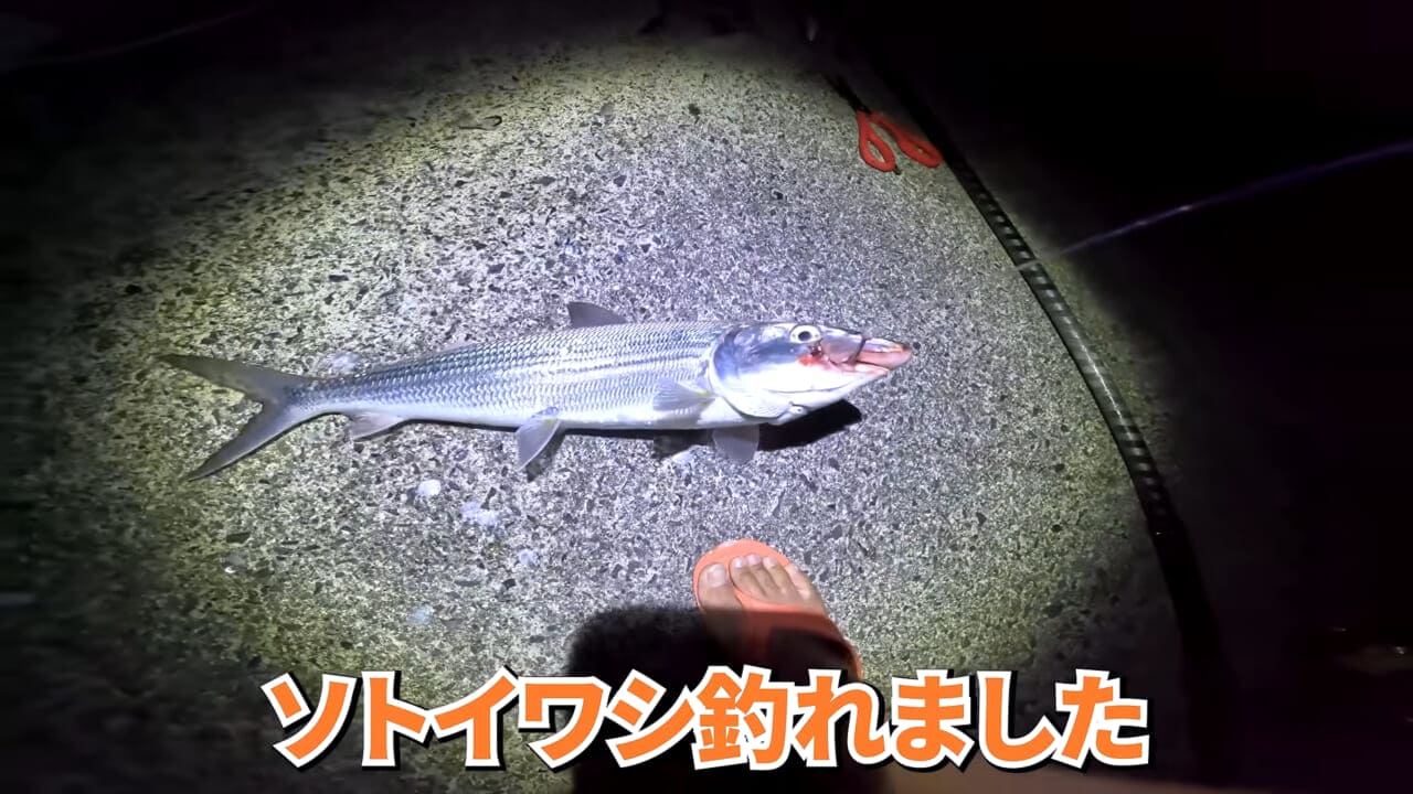 |「やばい、コレきたわ…」「人を海へ引きずり込む」世界最大の『化け物アジ』が潜む海の上で3日間過ごしてみたら…。