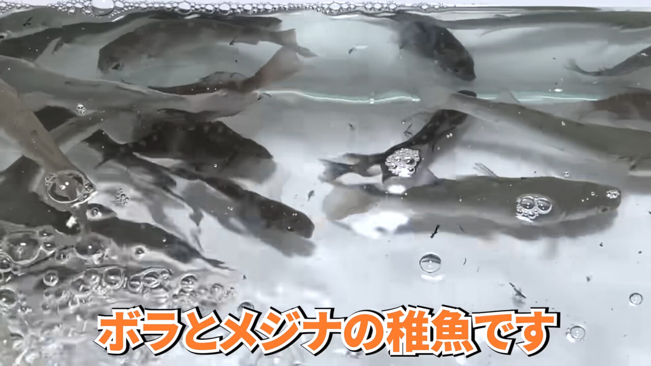 ｜スーパーに売っていた“瀕死のイカ”→連れて帰って水槽に入れたら…。数日後の姿に「なんだか泣けてきた」「マジで感動」