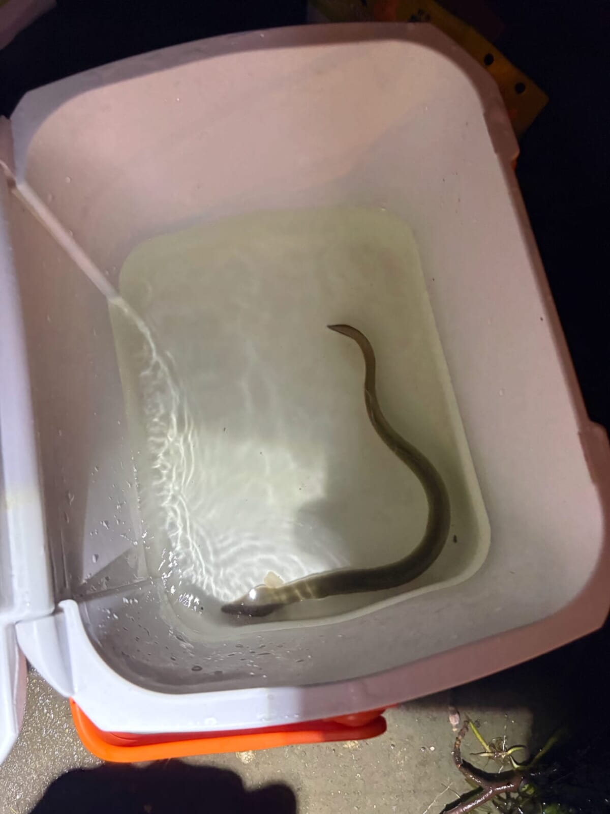 ｜「え!? そうなの？」「あなたは知ってる？」なぜ魚はみんな似た形なのか。水中で生きるためにたどり着いた“魚の形”の秘密。