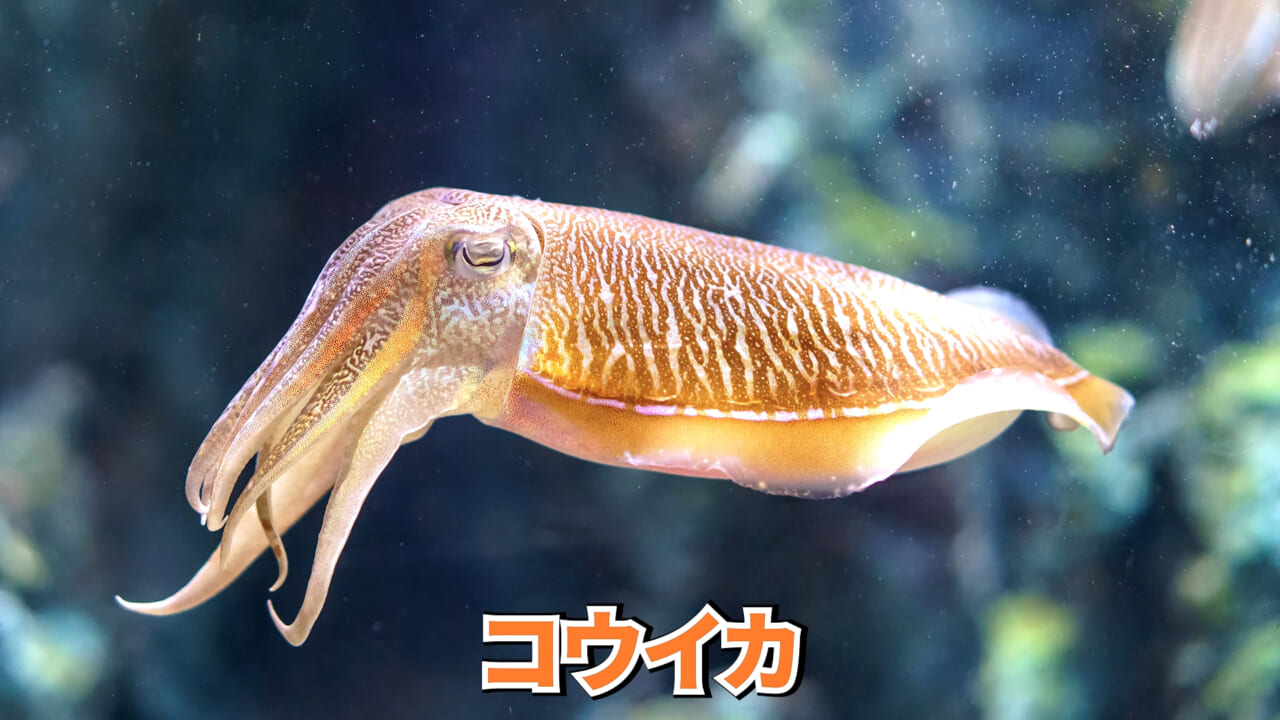 |スーパーに売っていた“瀕死のイカ”→連れて帰って水槽に入れたら…。数日後の姿に「なんだか泣けてきた」「マジで感動」