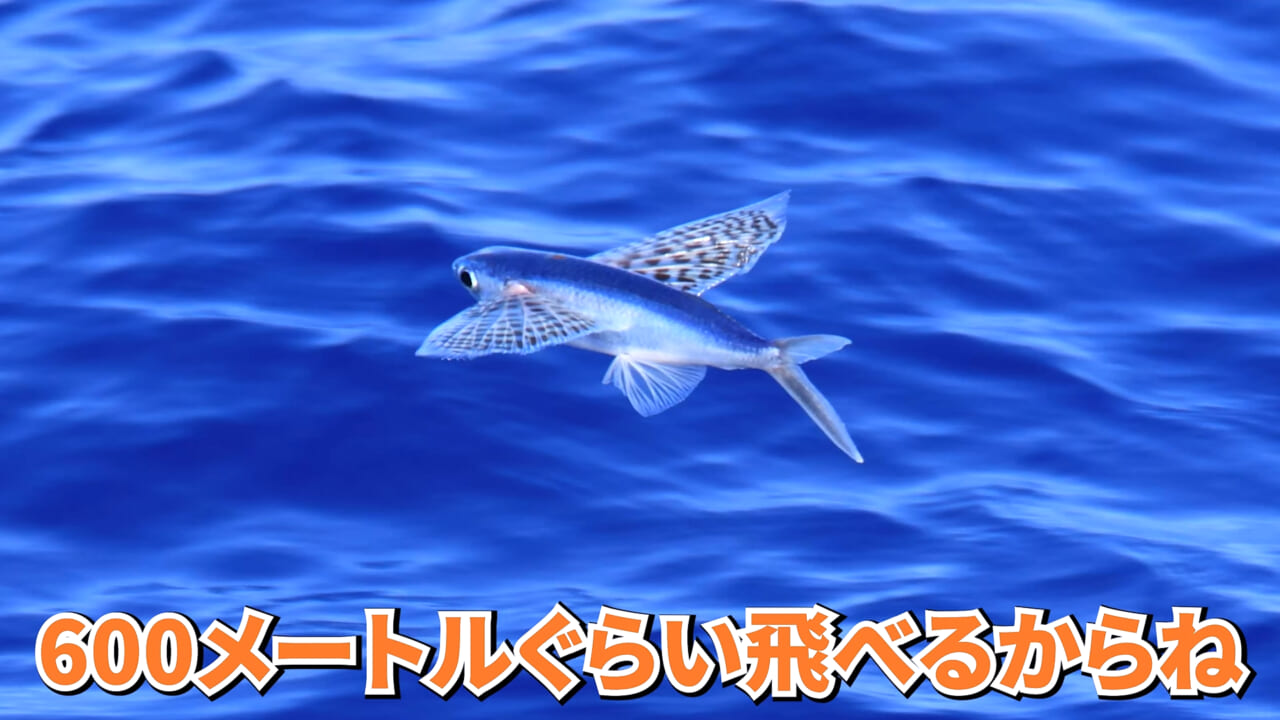 ｜「やばい、コレきたわ…」「人を海へ引きずり込む」世界最大の『化け物アジ』が潜む海の上で3日間過ごしてみたら…。
