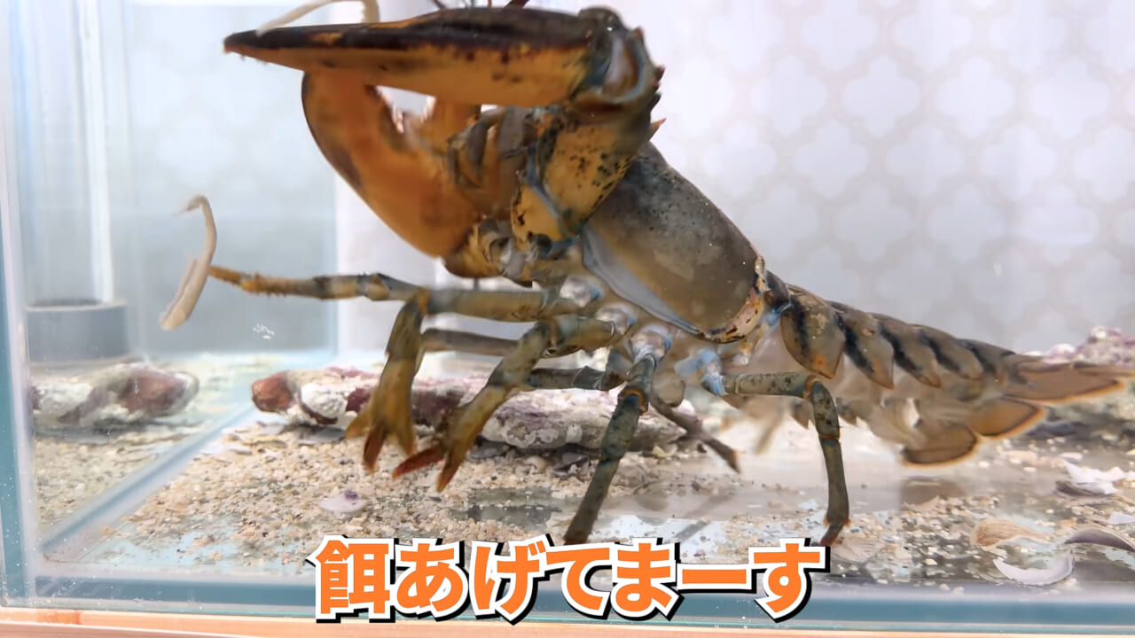 |スーパーで売っていた『白い塊』→水槽に入れたら思わぬ結果に。「すごい、貴重な映像」「めっちゃ可愛い」