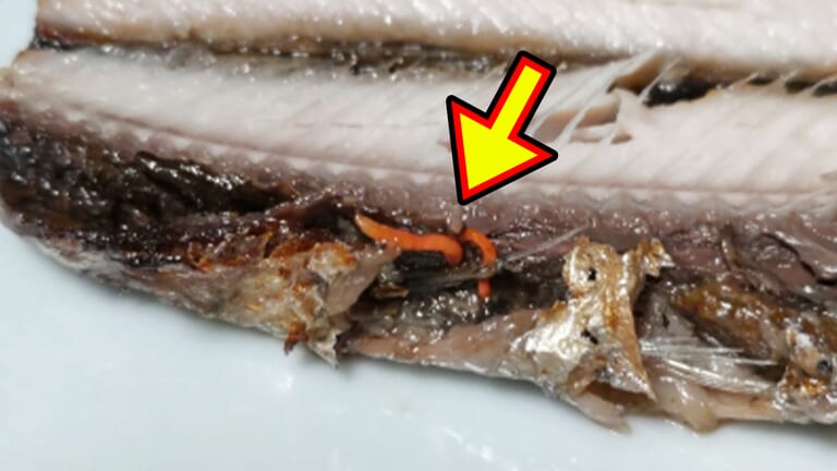 「うわっ、見たことある」「食べちゃった」サンマから出てくる『赤い糸』。それ、本当に食べても平気？