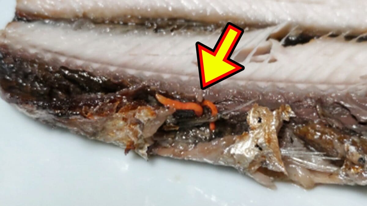 「うわっ、見たことある」「食べちゃった」サンマから出てくる『赤い糸』。それ、本当に食べても平気?
