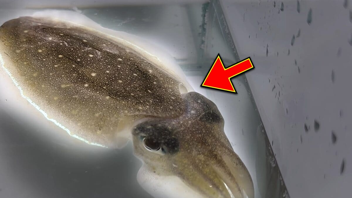 ｜スーパーに売っていた“瀕死のイカ”→連れて帰って水槽に入れたら…。数日後の姿に「なんだか泣けてきた」「マジで感動」