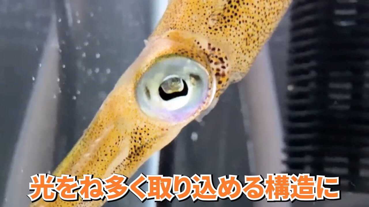 |スーパーで売っていた『白い塊』→水槽に入れたら思わぬ結果に。「すごい、貴重な映像」「めっちゃ可愛い」
