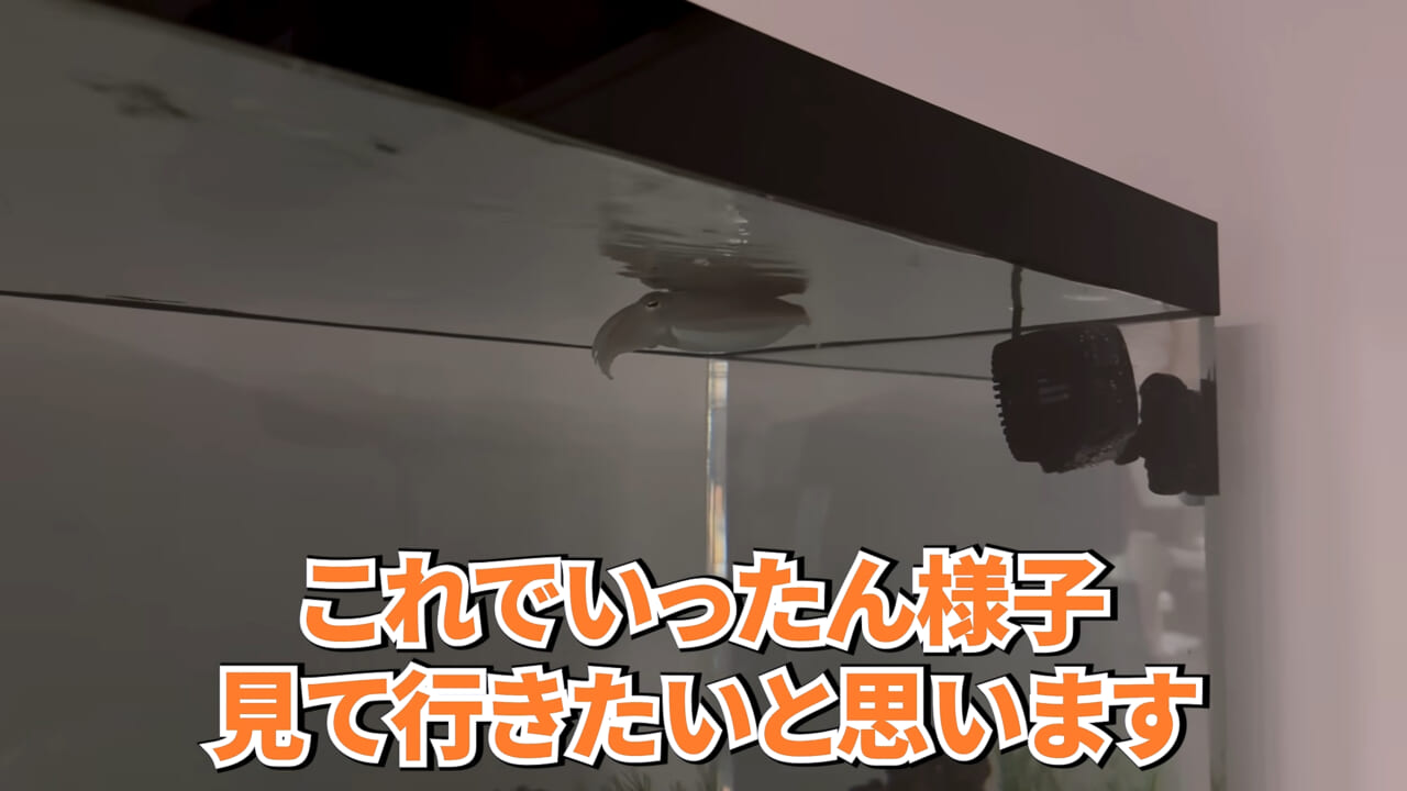 ｜スーパーに売っていた“瀕死のイカ”→連れて帰って水槽に入れたら…。数日後の姿に「なんだか泣けてきた」「マジで感動」