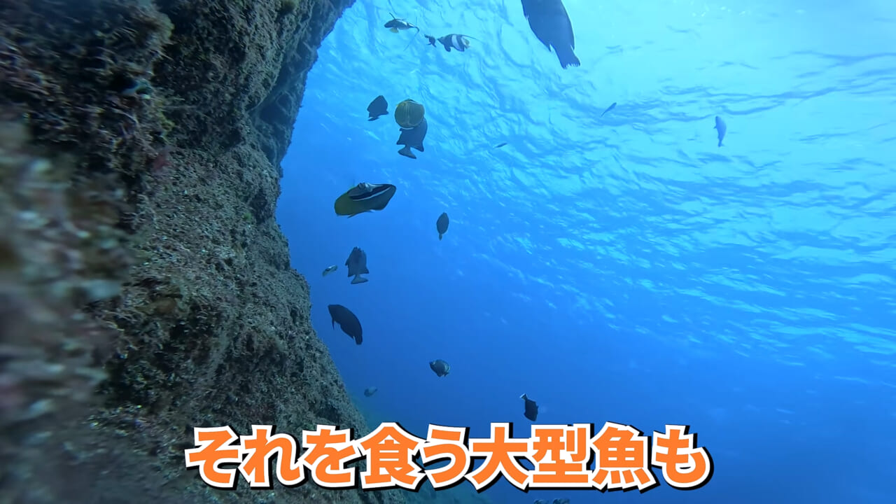｜「やばい、コレきたわ…」「人を海へ引きずり込む」世界最大の『化け物アジ』が潜む海の上で3日間過ごしてみたら…。