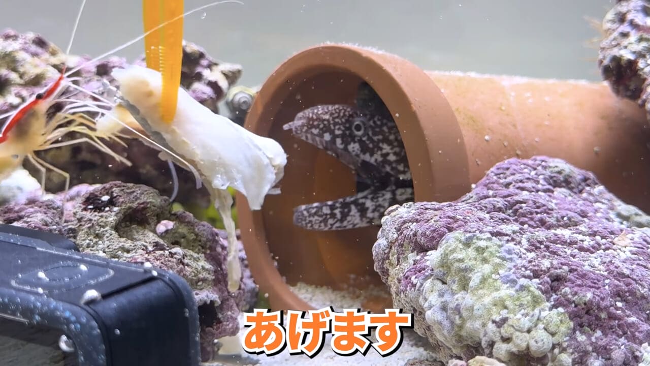 |スーパーで売っていた『白い塊』→水槽に入れたら思わぬ結果に。「すごい、貴重な映像」「めっちゃ可愛い」