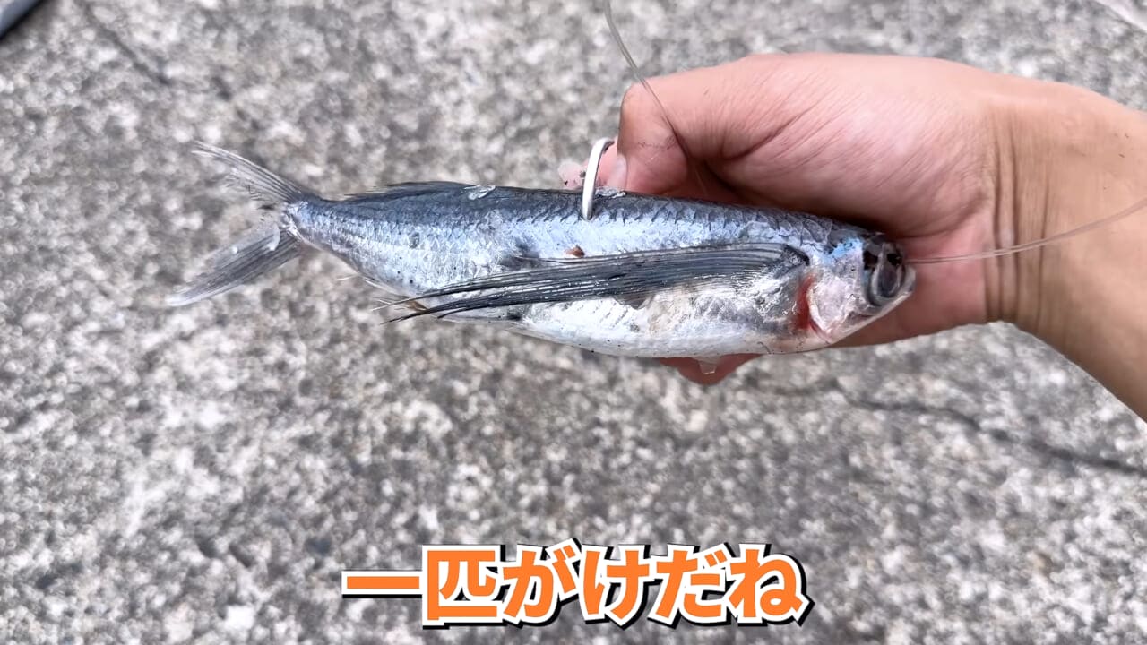 ｜「やばい、コレきたわ…」「人を海へ引きずり込む」世界最大の『化け物アジ』が潜む海の上で3日間過ごしてみたら…。