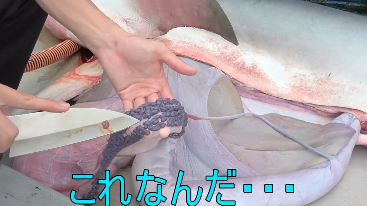 |「異常な臭い」「やばいです」水揚げされた『巨大ザメ』を解体。“ふくれた腹”から出てきた中身に撮影者も困惑。「なんだこれ…」