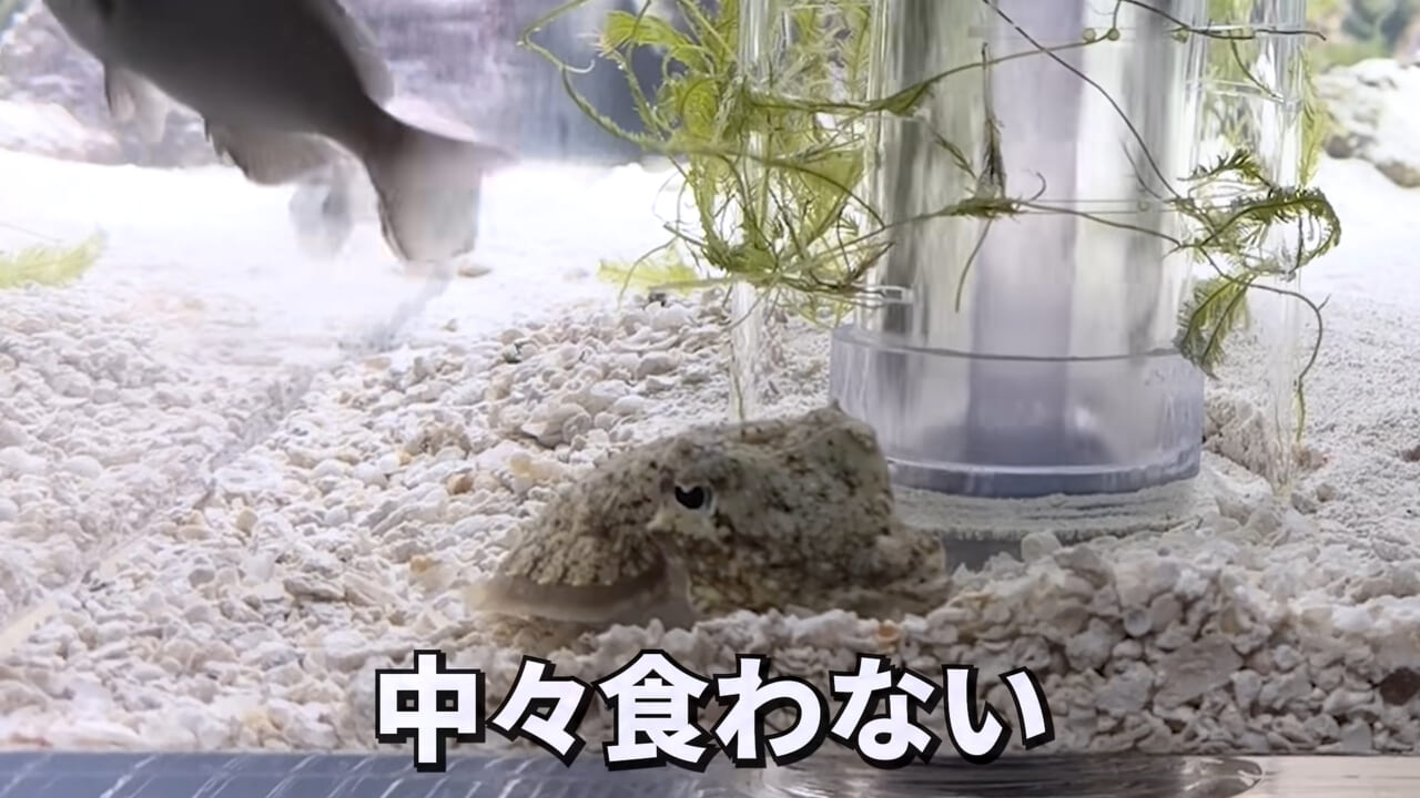 ｜スーパーに売っていた“瀕死のイカ”→連れて帰って水槽に入れたら…。数日後の姿に「なんだか泣けてきた」「マジで感動」