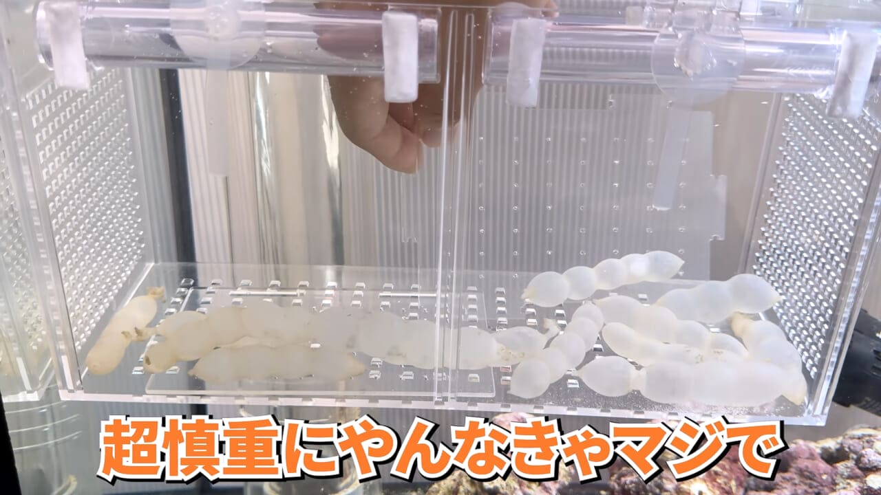 |スーパーで売っていた『白い塊』→水槽に入れたら思わぬ結果に。「すごい、貴重な映像」「めっちゃ可愛い」