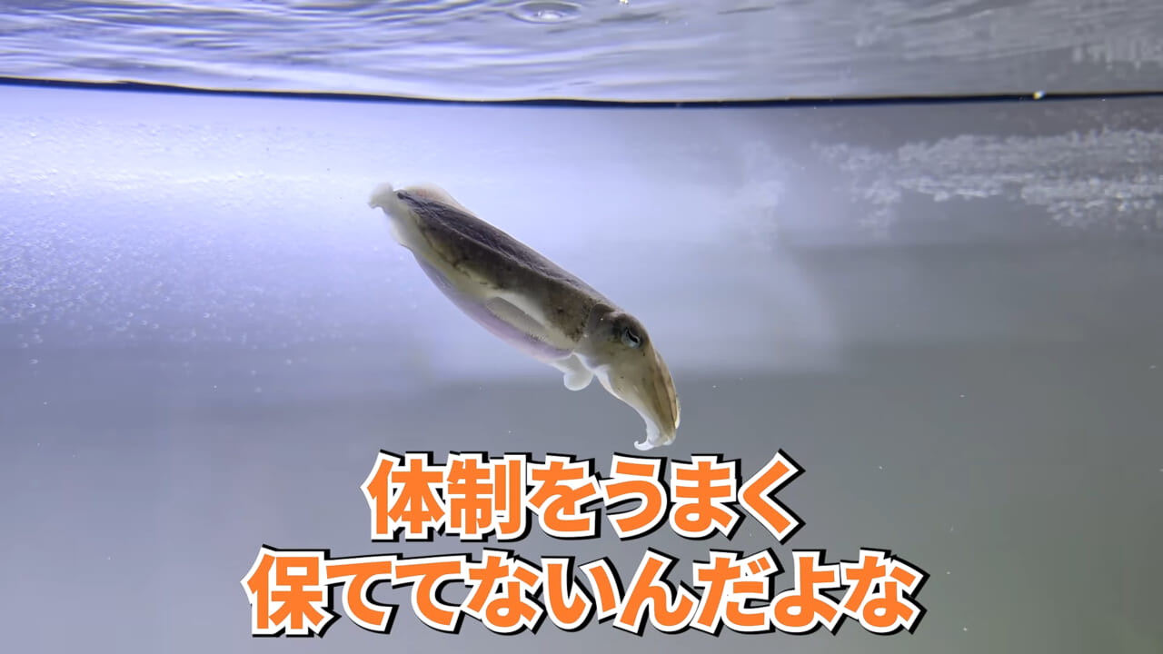 |スーパーに売っていた“瀕死のイカ”→連れて帰って水槽に入れたら…。数日後の姿に「なんだか泣けてきた」「マジで感動」