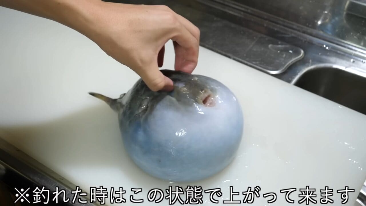 ｜「うわぁー！」全身『水』のフグを割ってみた。出てきた中身に撮影者も驚愕。「こんなの食べてるんだ」「クサい」