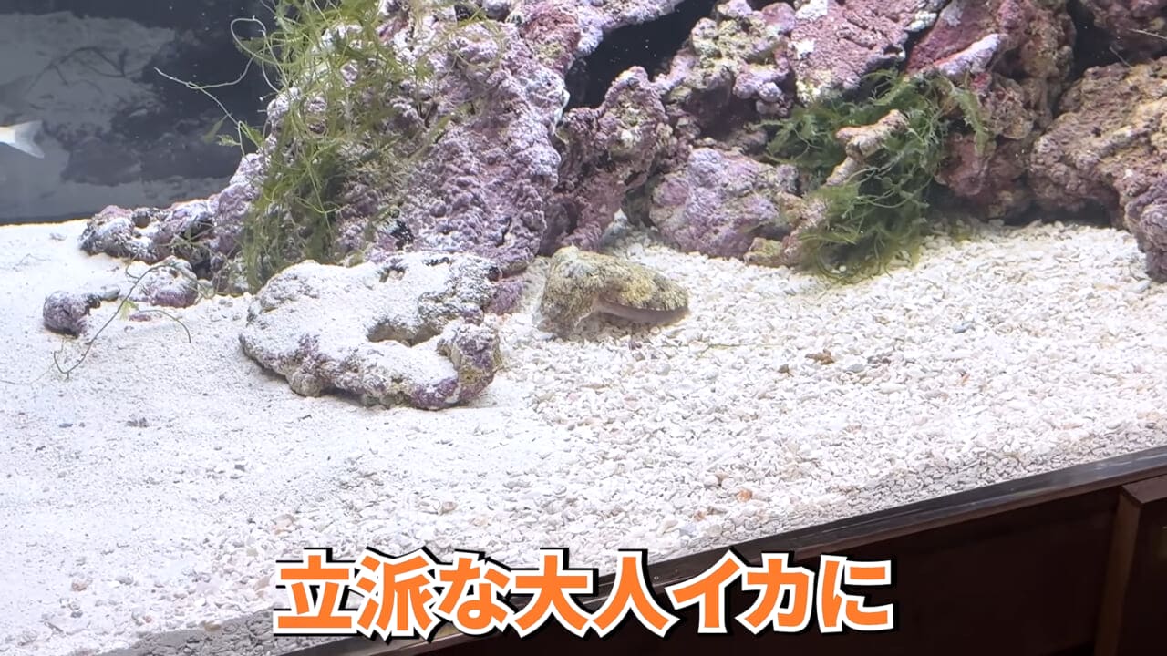 |スーパーに売っていた“瀕死のイカ”→連れて帰って水槽に入れたら…。数日後の姿に「なんだか泣けてきた」「マジで感動」