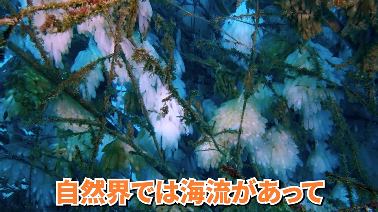 |スーパーで売っていた『白い塊』→水槽に入れたら思わぬ結果に。「すごい、貴重な映像」「めっちゃ可愛い」