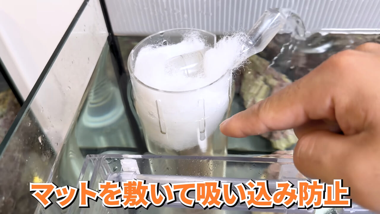 |スーパーで売っていた『白い塊』→水槽に入れたら思わぬ結果に。「すごい、貴重な映像」「めっちゃ可愛い」