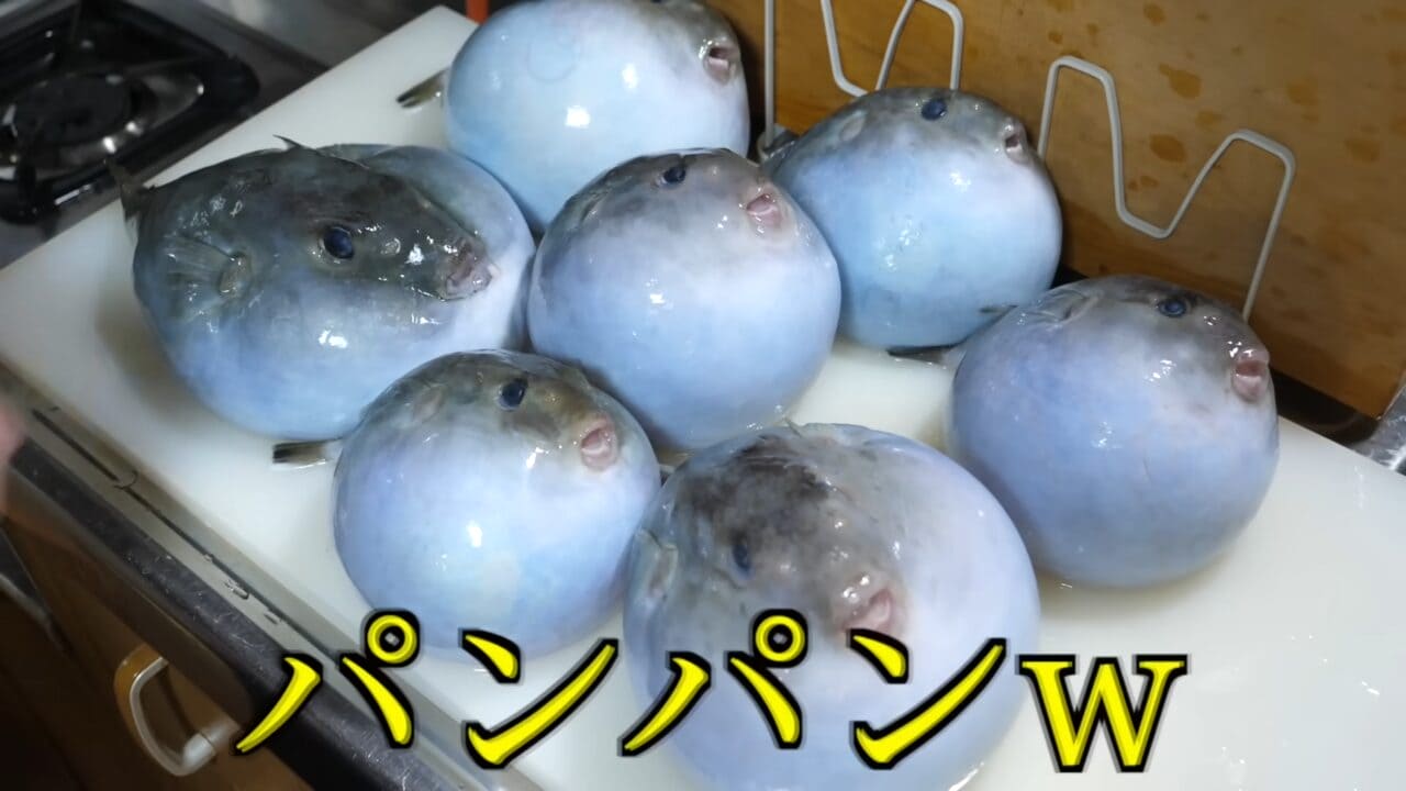 ｜「かわいすぎて笑った」まな板に並べられた『謎のボール魚』を解体。パンパンに詰まった体から出てきた中身が…。