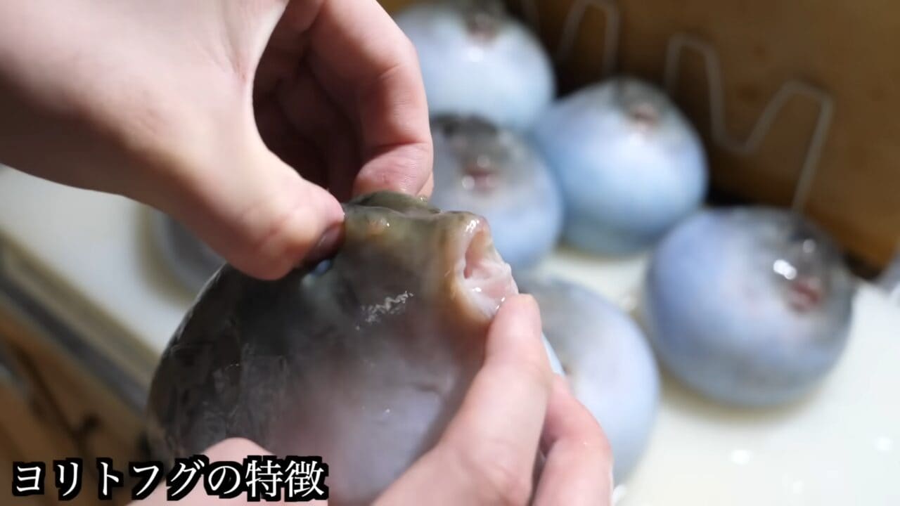 ｜「かわいすぎて笑った」まな板に並べられた『謎のボール魚』を解体。パンパンに詰まった体から出てきた中身が…。