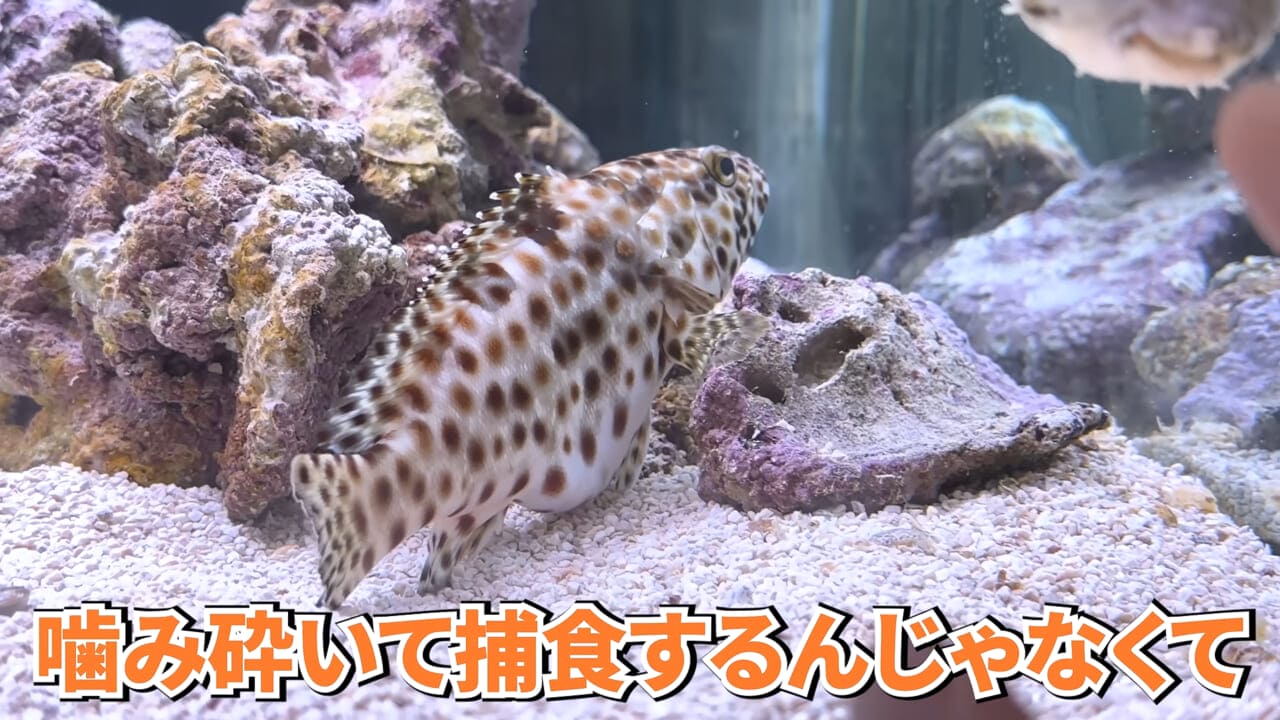 ｜スーパーに売っていた“瀕死のイカ”→連れて帰って水槽に入れたら…。数日後の姿に「なんだか泣けてきた」「マジで感動」