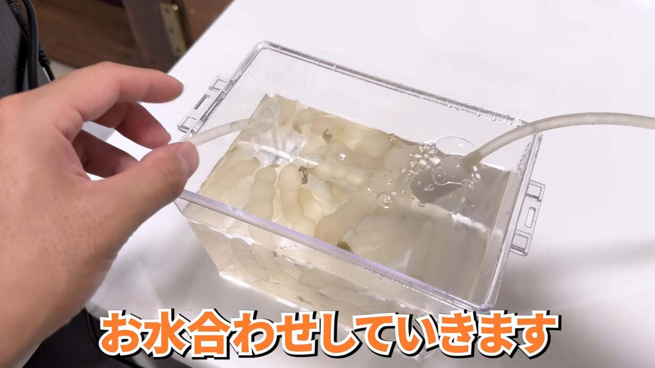 ｜スーパーで売っていた『白い塊』→水槽に入れたら思わぬ結果に。「すごい、貴重な映像」「めっちゃ可愛い」