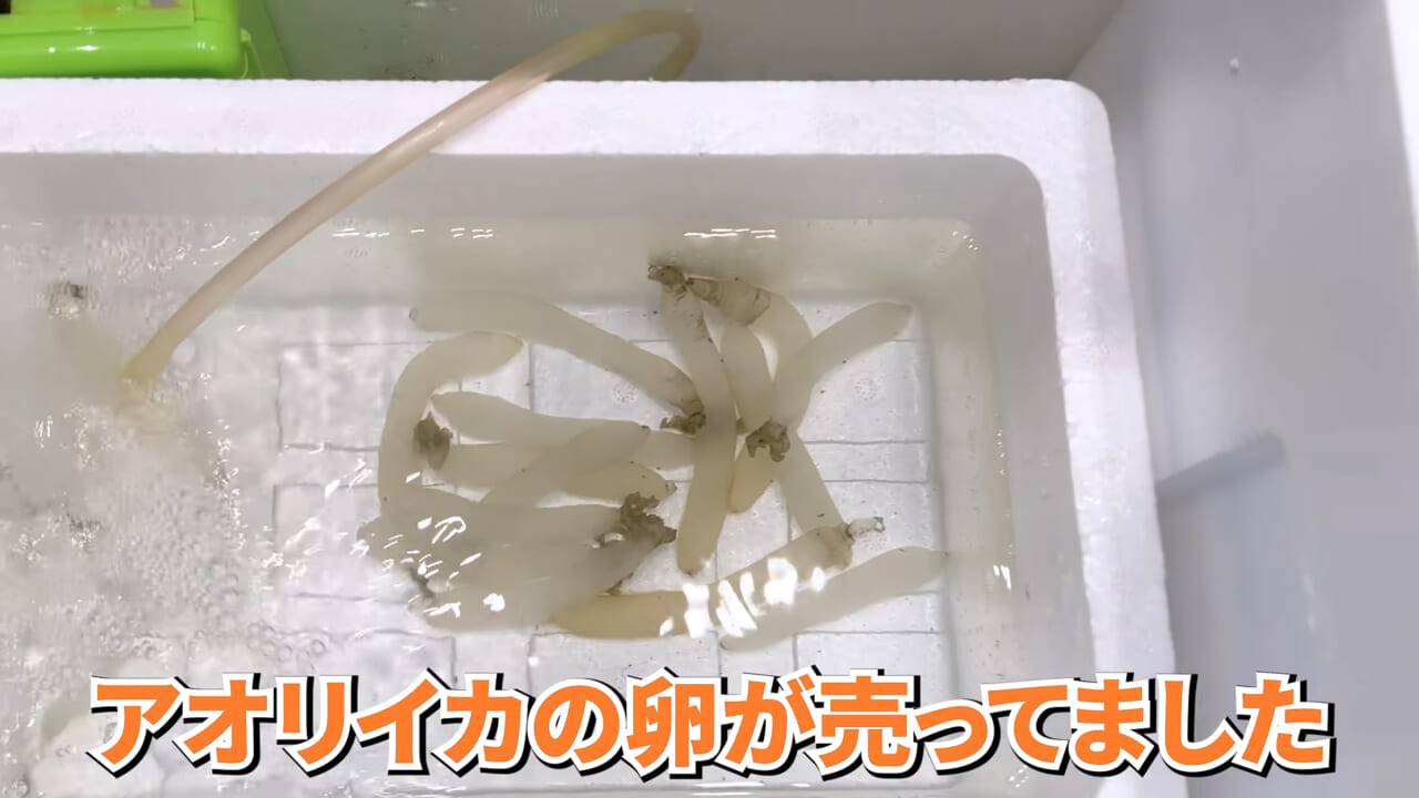 |スーパーで売っていた『白い塊』→水槽に入れたら思わぬ結果に。「すごい、貴重な映像」「めっちゃ可愛い」