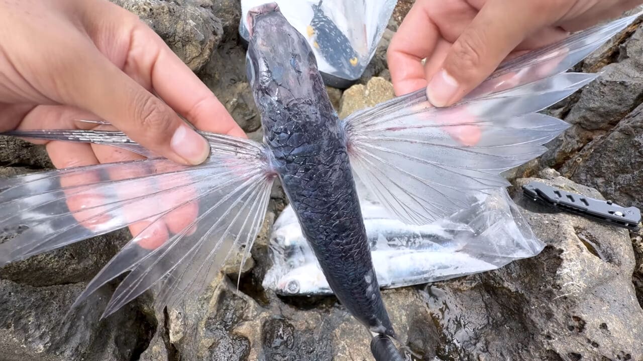 ｜「やばい、コレきたわ…」「人を海へ引きずり込む」世界最大の『化け物アジ』が潜む海の上で3日間過ごしてみたら…。